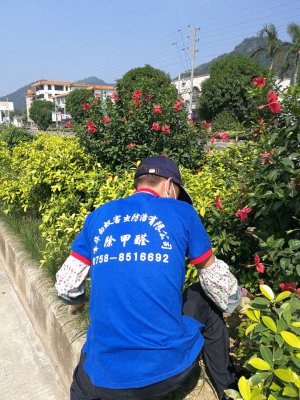肇慶白蟻防治