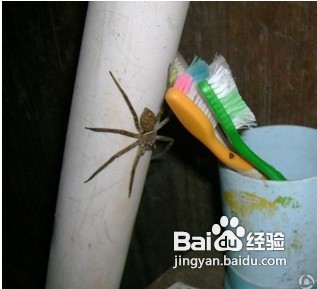 家中常見昆蟲的鑒別方法