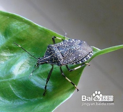 家中常見昆蟲的鑒別方法