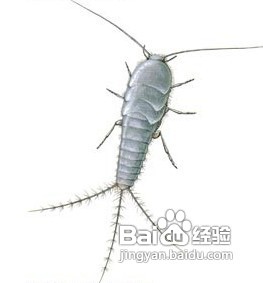 家中常見昆蟲的鑒別方法
