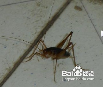 家中常見昆蟲的鑒別方法