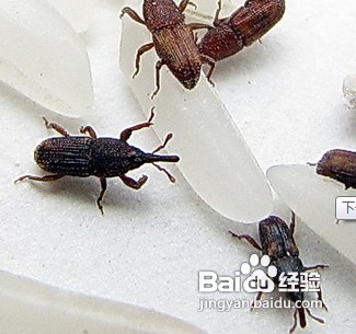 家中常見昆蟲的鑒別方法